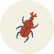 昆虫ブログ